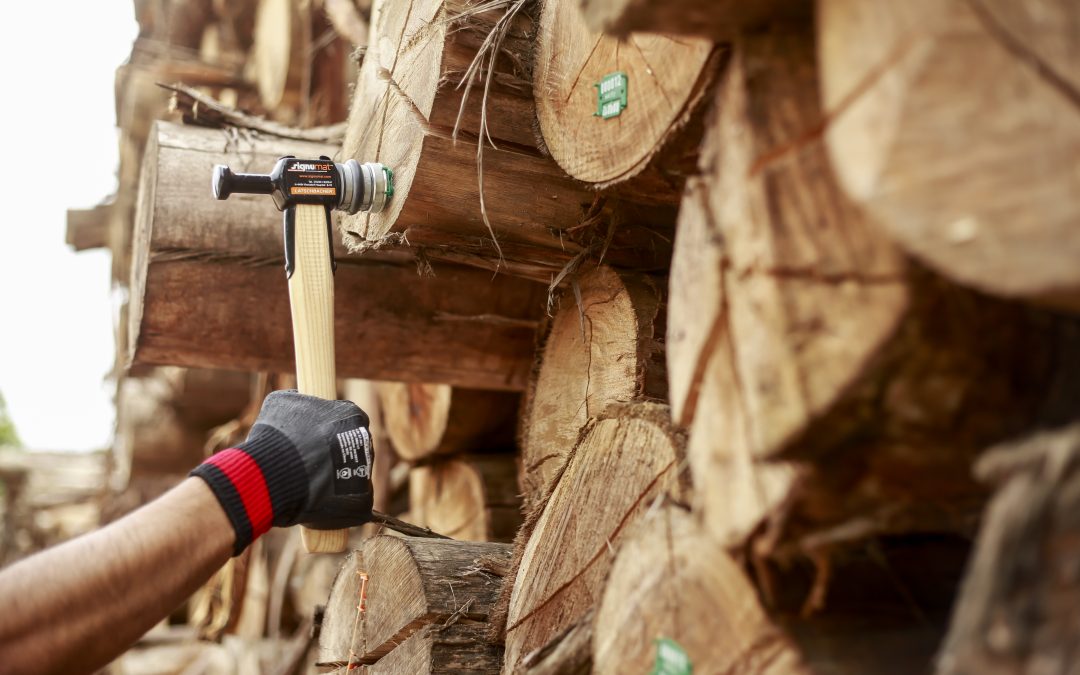O Manejo Florestal Sustentável não está ligado ao desmatamento ilegal da Floresta Amazônica.